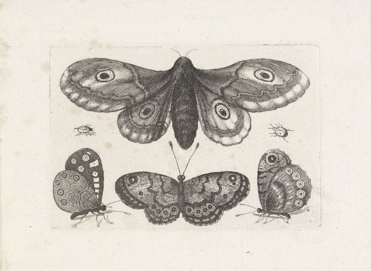Fjärilar, skalbaggar och en mal Insekter (serietitel) Muscarum Scarabeorum (serietitel) av Wenceslaus Hollar