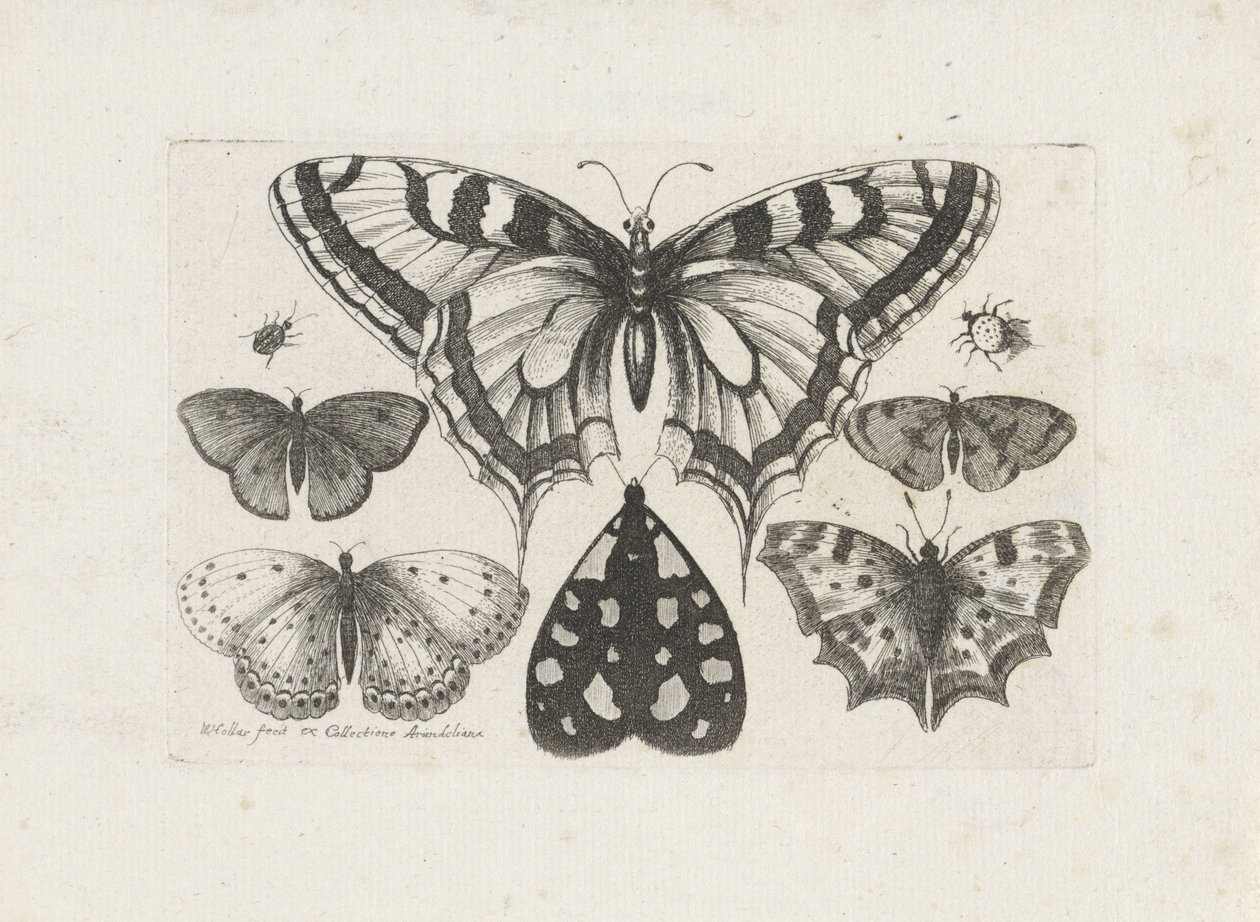 Fjärilar, skalbaggar och en mal Insekter (serietitel) Muscarum Scarabeorum (serietitel) av Wenceslaus Hollar