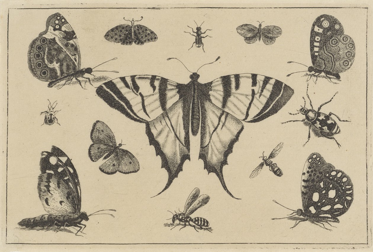 Fjärilar, getingar och andra insekter Olika insekter (serietitel) Diversae Insectorum (serietitel) av Wenceslaus Hollar