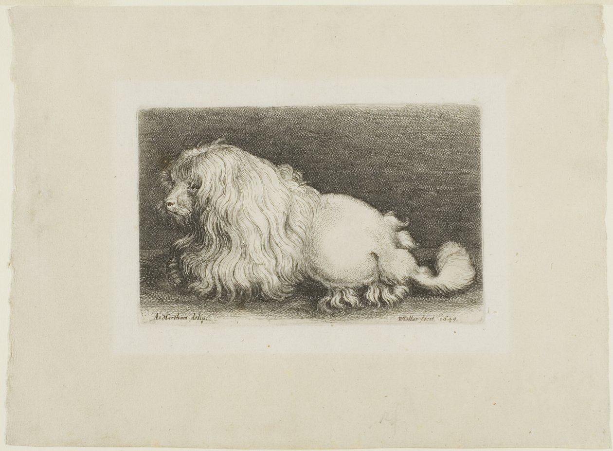 Vit hund av Wenceslaus Hollar