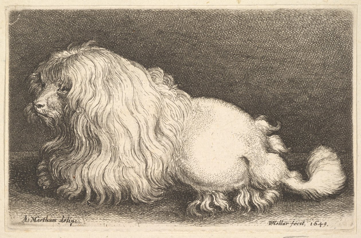 Vit hund, 1649. av Wenceslaus Hollar