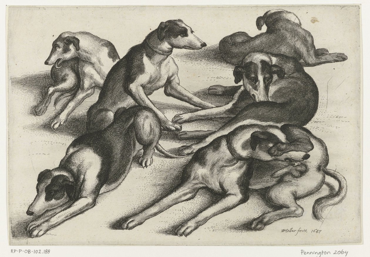 Sex liggande jakthundar Jakt, jakthundar och vilt (serietitel) av Wenceslaus Hollar