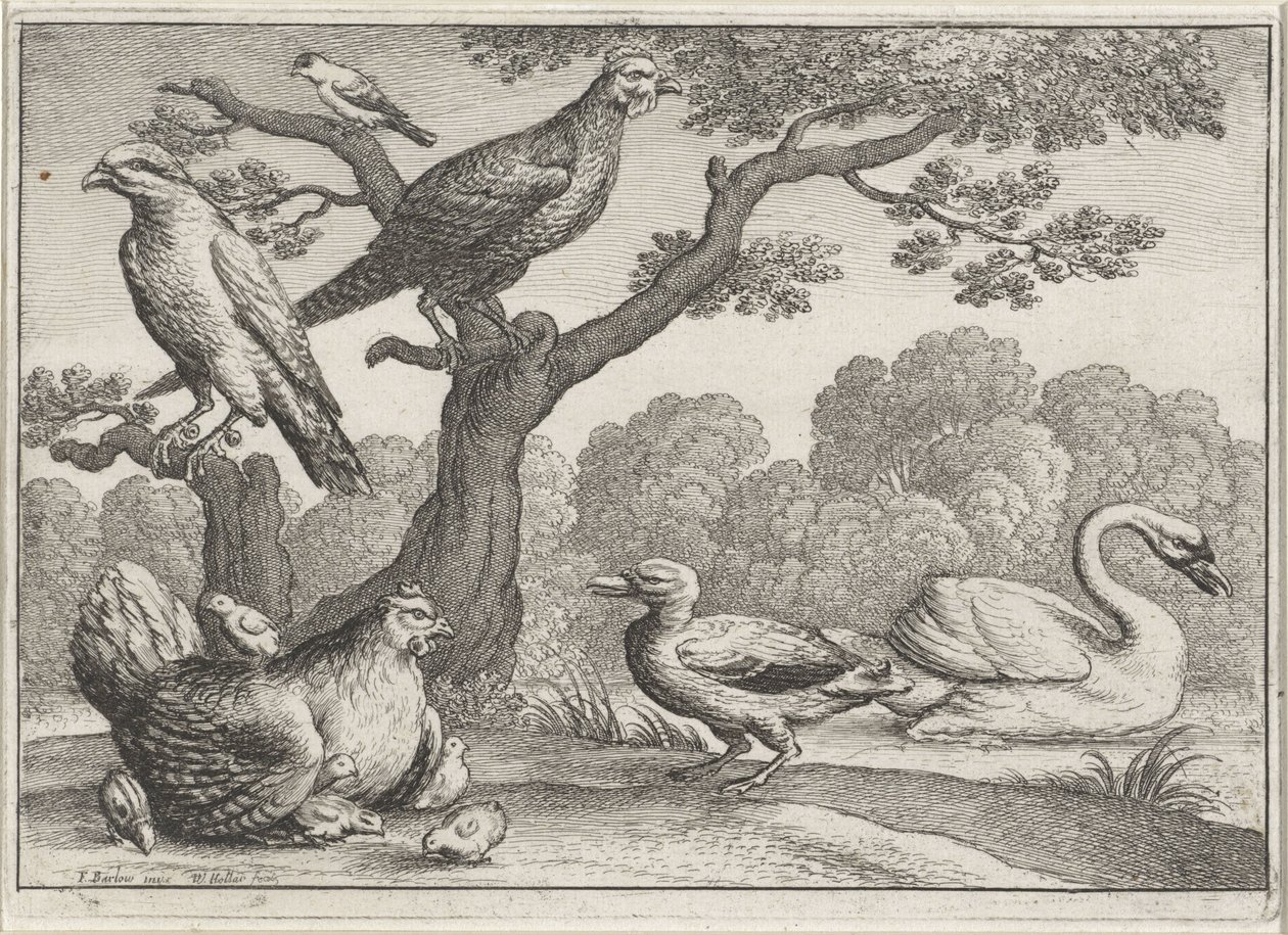 Svan, kyckling med kycklingar och andra fåglar Olika fåglar (serietitel) av Wenceslaus Hollar
