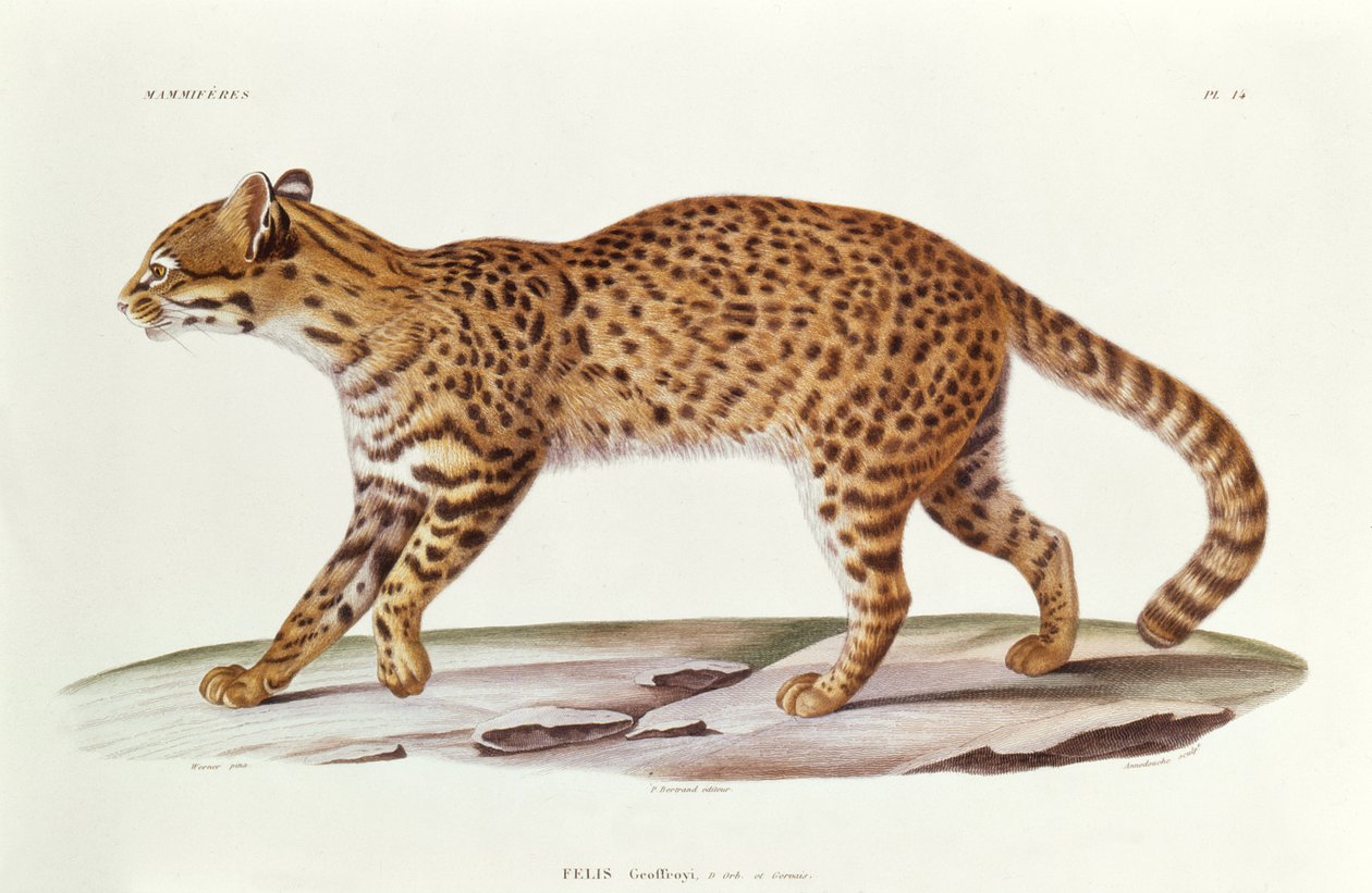 Geoffreys Cat (felis Geoffroyi) illustration från Voyage dans lAmerique Meridionale av Alcide dOrbigny, graverad av Annedouche, 1847 av Werner Werner