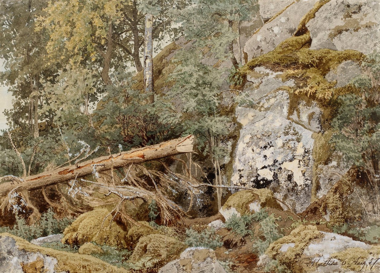 Mossbelupen sten i skogen av Werner Holmberg
