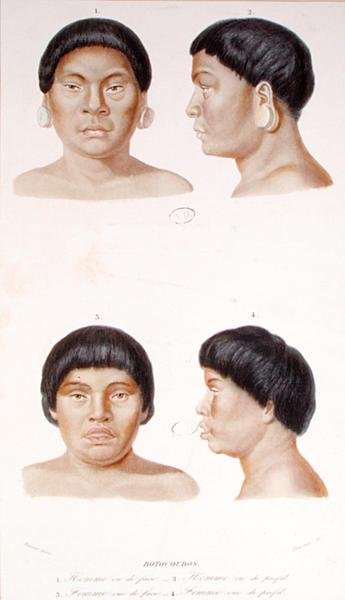 Antropometrisk studie av två Botocudos-indianer, graverad av Fournier, mitten av 1800-talet (färg litho) av Werner Werner