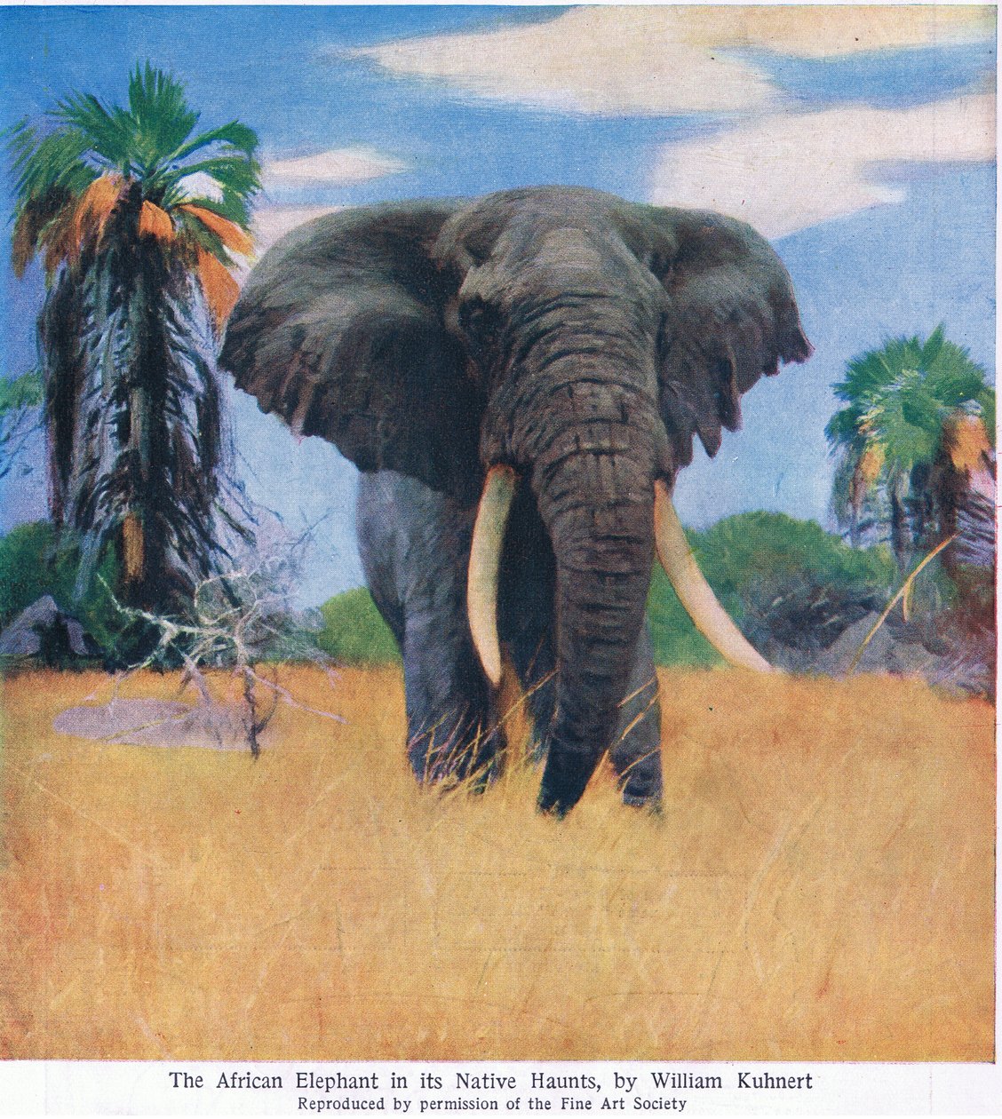 Afrikansk elefant i sitt hemland av Wilhelm Kuhnert