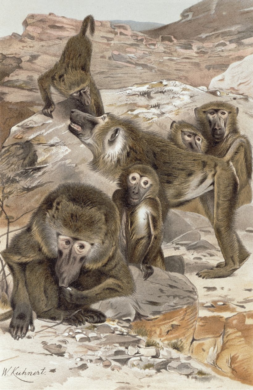 Babian, tallrik från Brehms Tierleben: Allgemeine Kunde des Tierreichs, vol 1, s.166, utgiven av Bibliographisches Institut, 1890 av Wilhelm Kuhnert