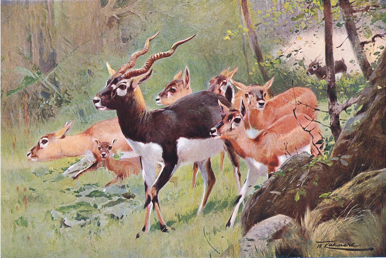 Black Buck, från Wildlife of the World publicerad av Frederick Warne & Co, c.1900 av Wilhelm Kuhnert