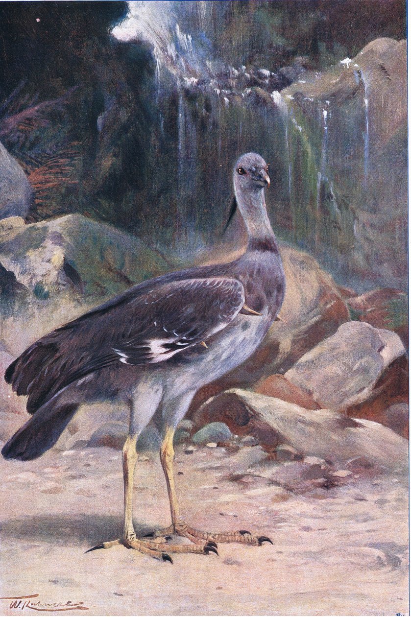 Crested Screamer, från Wildlife of the World publicerad av Frederick Warne & Co, ca 1900 av Wilhelm Kuhnert