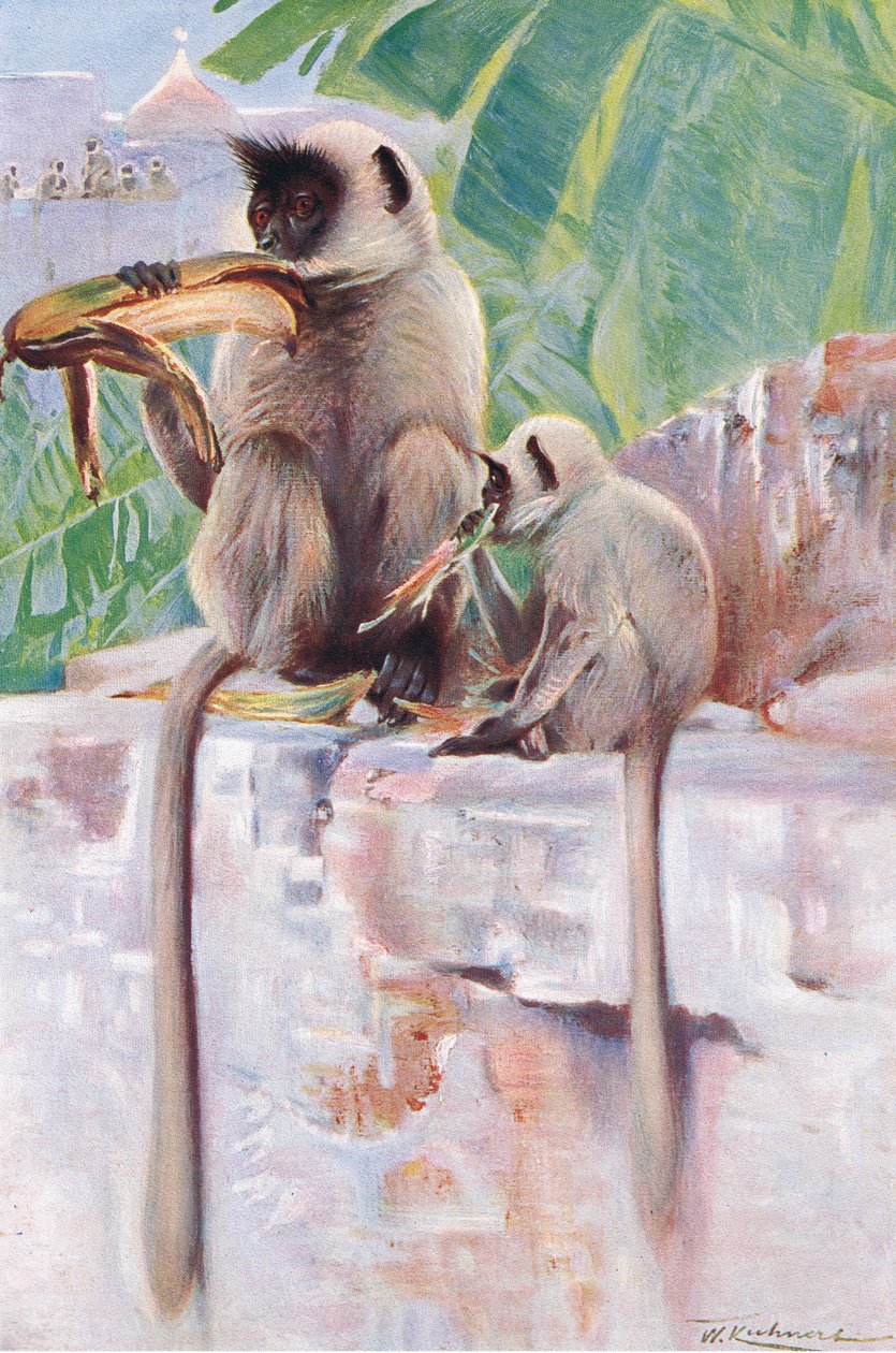 Hanuman Monkey, från Wildlife of the World publicerad av Frederick Warne & Co, c.1900 av Wilhelm Kuhnert