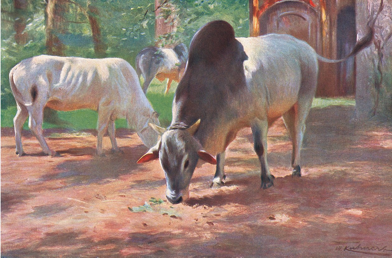 Indian Humped Cattle, från Wildlife of the World publicerad av Frederick Warne & Co, ca 1900 av Wilhelm Kuhnert
