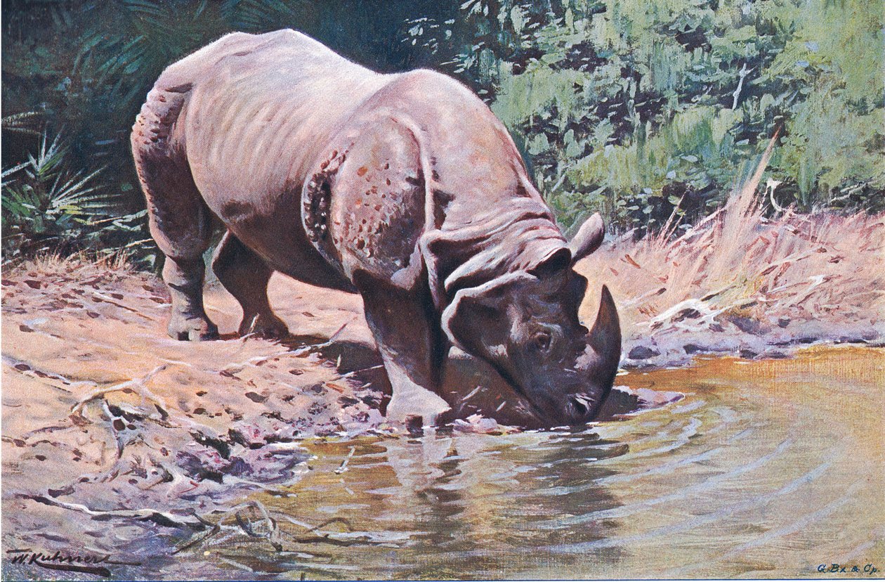 Indian Rhinoceros, från Wildlife of the World publicerad av Frederick Warne & Co, ca 1900 av Wilhelm Kuhnert