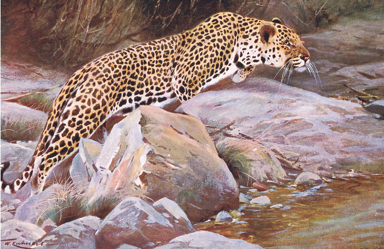 Leopard, från Wildlife of the World publicerad av Frederick Warne & Co, c.1900 av Wilhelm Kuhnert