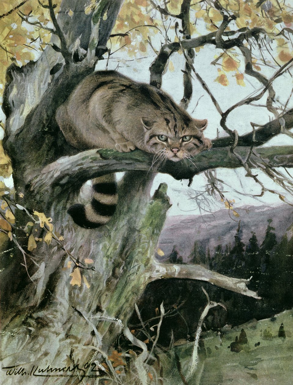 Vildkatt i ett träd, 1902 av Wilhelm Kuhnert