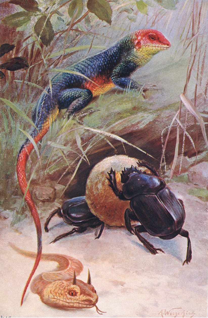 En Gama, Horned Viper och Sacred Beetle, illustration från Wildlife of the World, ca 1910 av Wilhelm Kuhnert