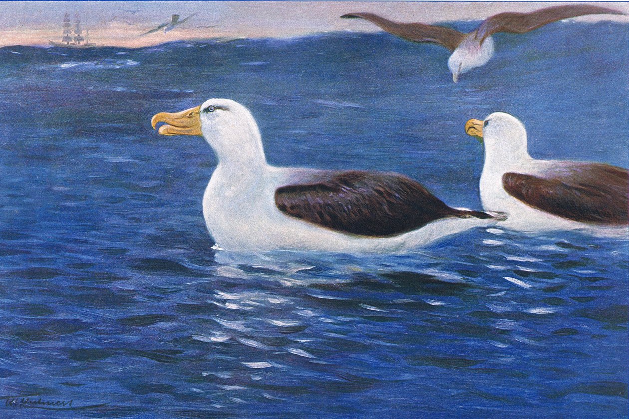 Albatross, illustration från Wildlife of the World, c.1910 av Wilhelm Kuhnert