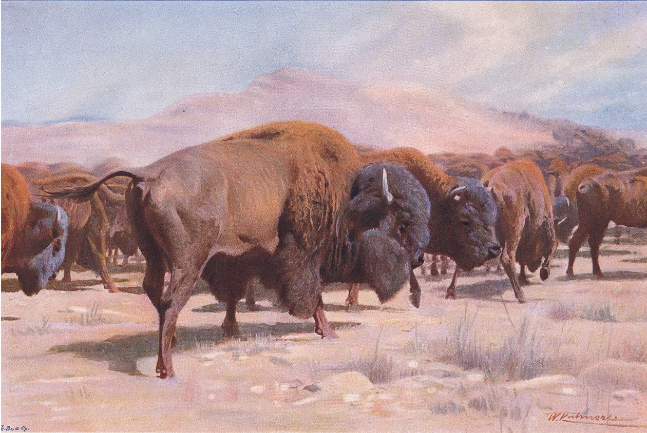 American Bison, från Wildlife of the World publicerad av Frederick Warne & Co, c.1900 av Wilhelm Kuhnert