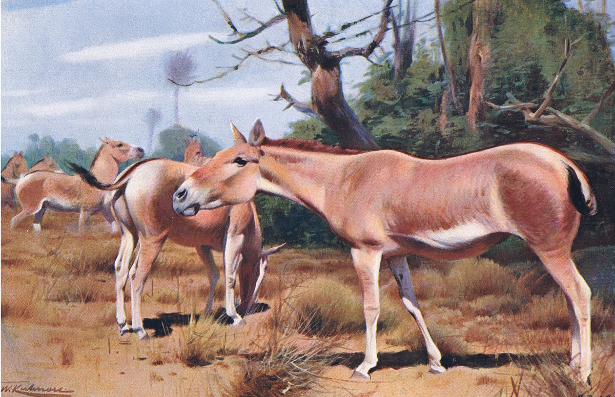 Asiatic Wild Ass, från Wildlife of the World publicerad av Frederick Warne & Co, c.1900 av Wilhelm Kuhnert