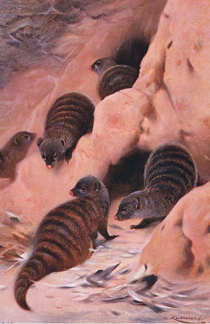 Bandad mungo, illustration från Wildlife of the World, c.1910 av Wilhelm Kuhnert