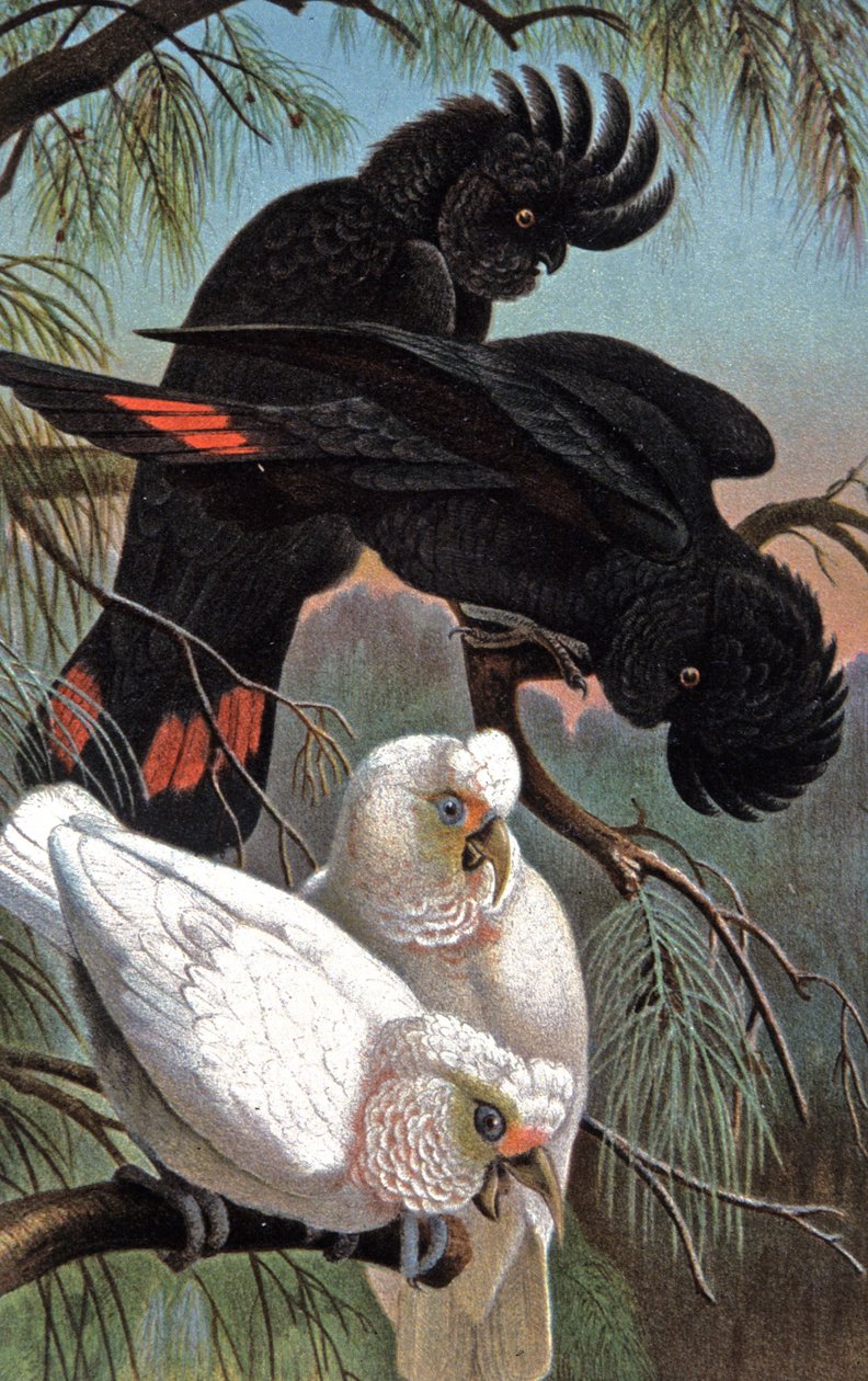 Banks kakadua, ca 1910 (illustration) av Wilhelm Kuhnert
