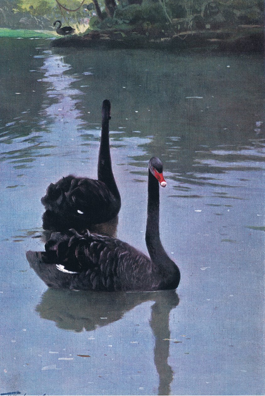 Black Swan, illustration från Wildlife of the World, c.1910 av Wilhelm Kuhnert