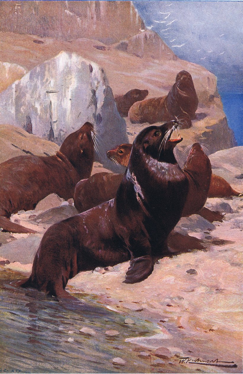 California Sea Lion, från Wildlife of the World publicerad av Frederick Warne & Co, c.1900 av Wilhelm Kuhnert