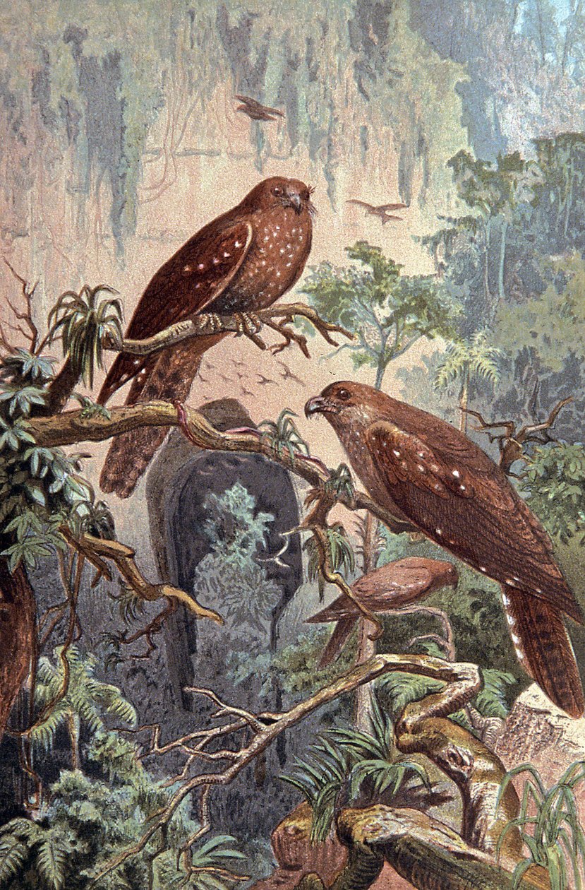 Cave Guacharo, ca 1910 (illustration) av Wilhelm Kuhnert