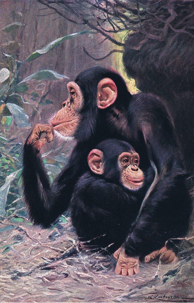 Schimpans, illustration från Wildlife of the World, c.1910 av Wilhelm Kuhnert