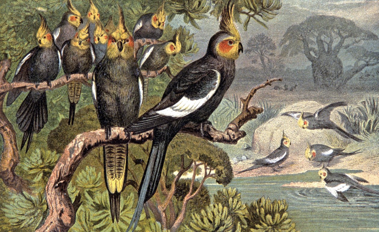 Kakadua, ca 1910 (illustration) av Wilhelm Kuhnert