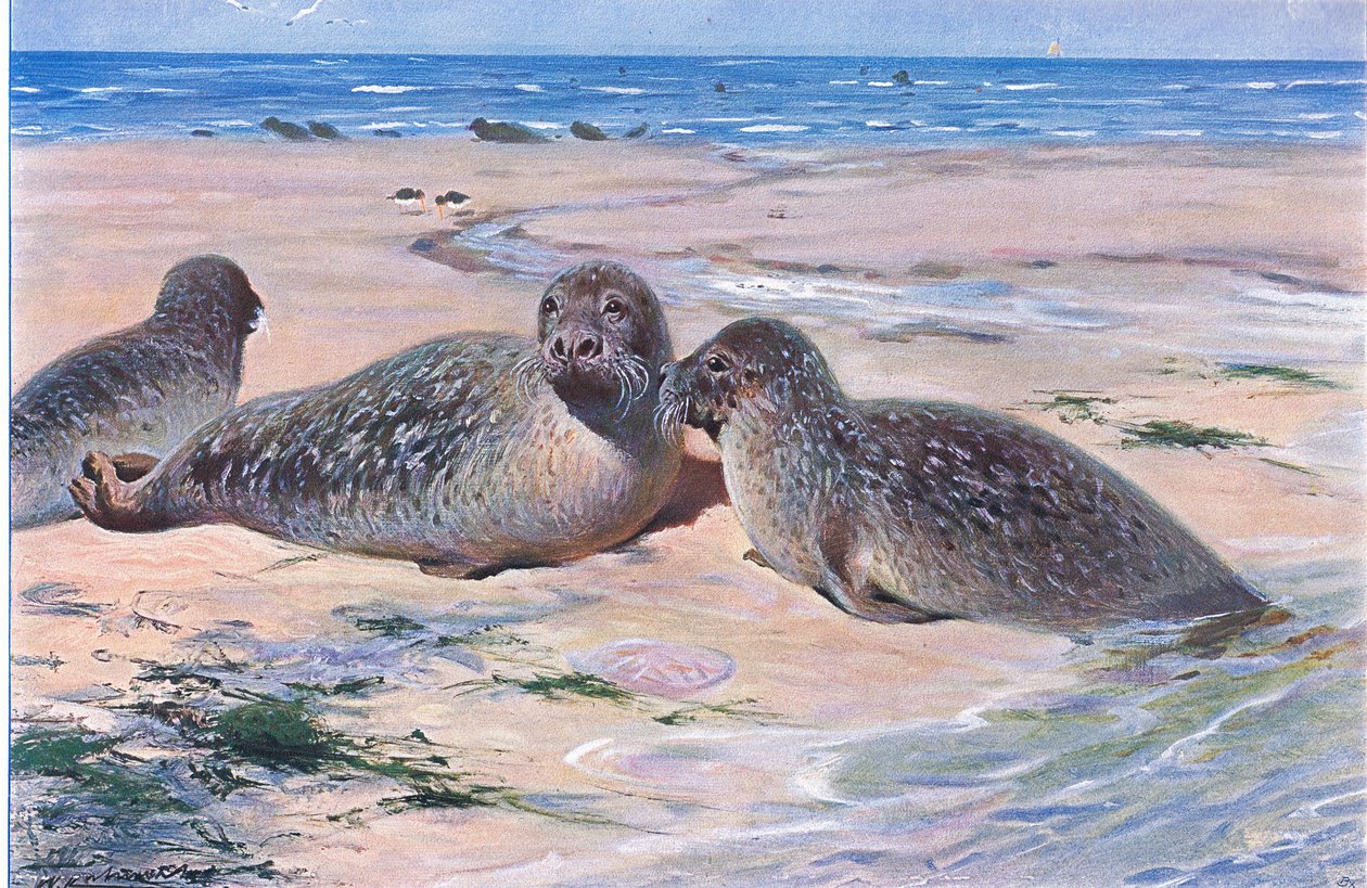 Common Seal, från Wildlife of the World publicerad av Frederick Warne & Co, c.1900 av Wilhelm Kuhnert