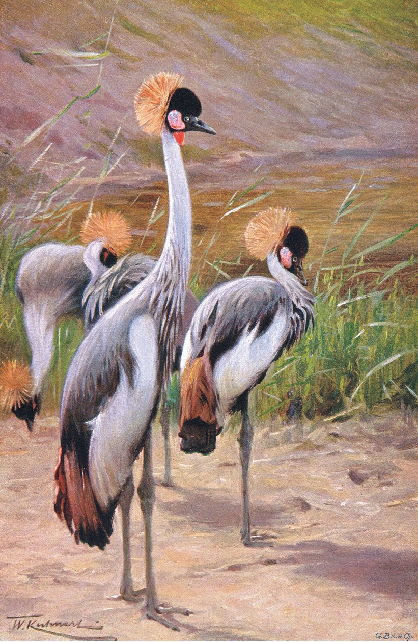 Crowned Crane, illustration från Wildlife of the World, c.1910 av Wilhelm Kuhnert