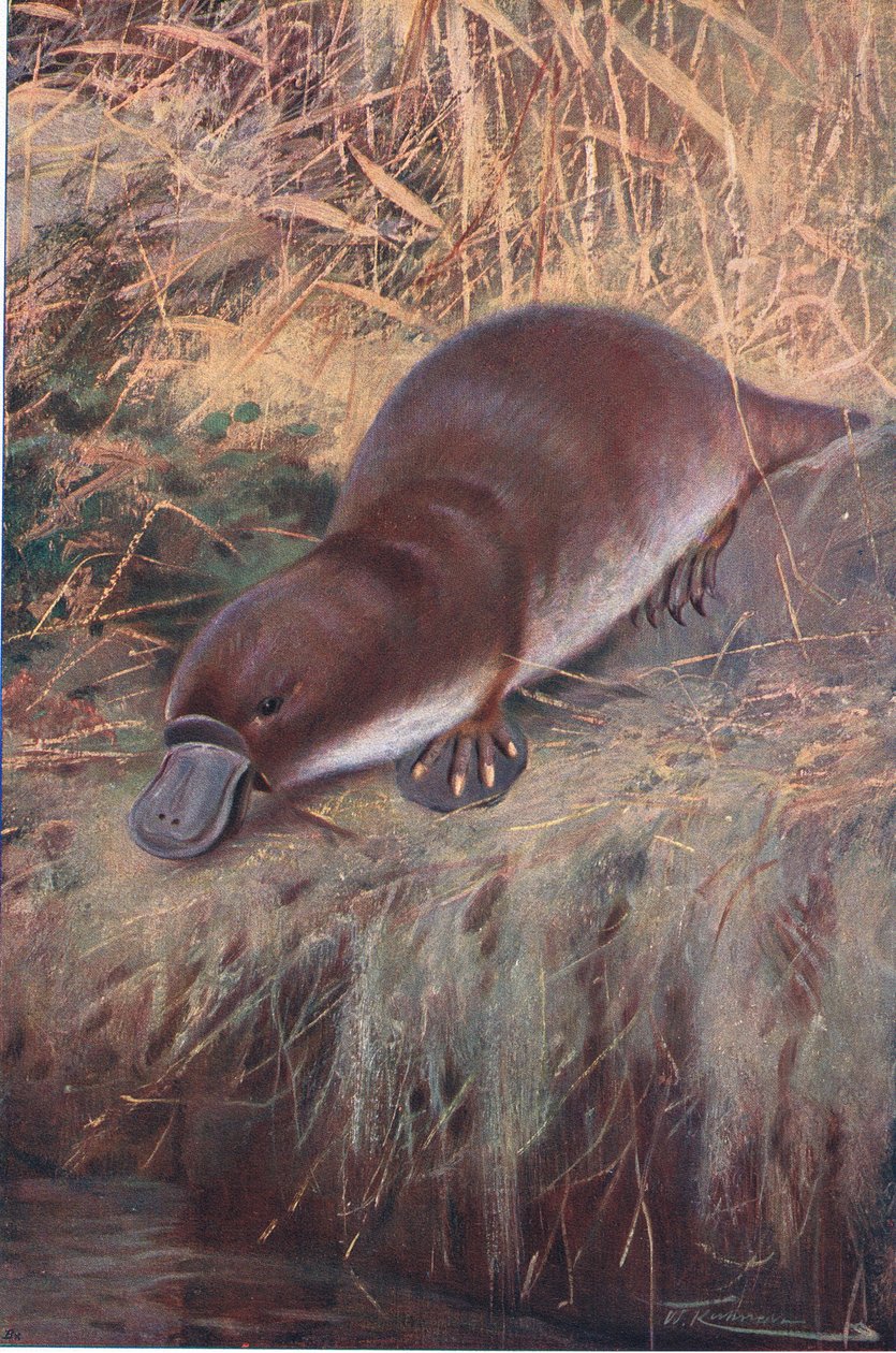 Anknäbb, illustration från Wildlife of the World, c.1910 av Wilhelm Kuhnert