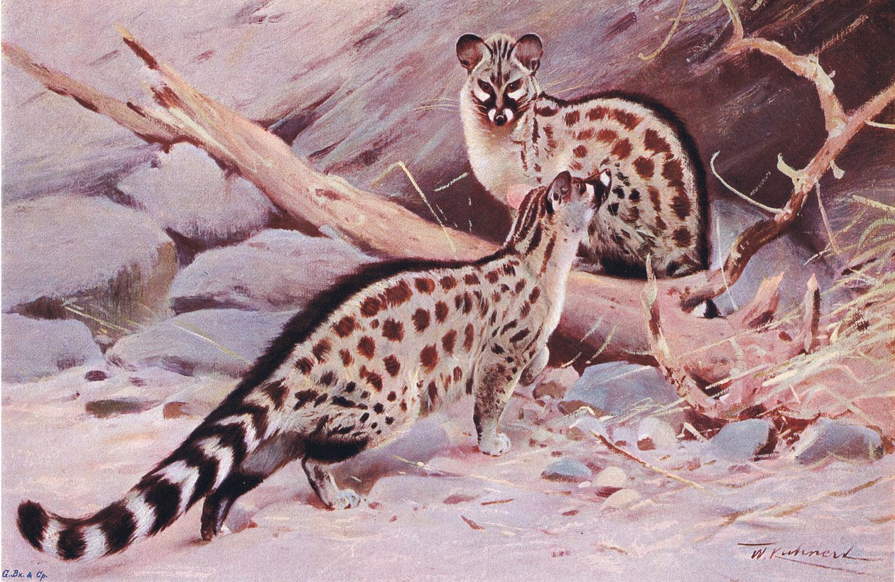 Dungola Genet, illustration från Wildlife of the World, c.1910 av Wilhelm Kuhnert