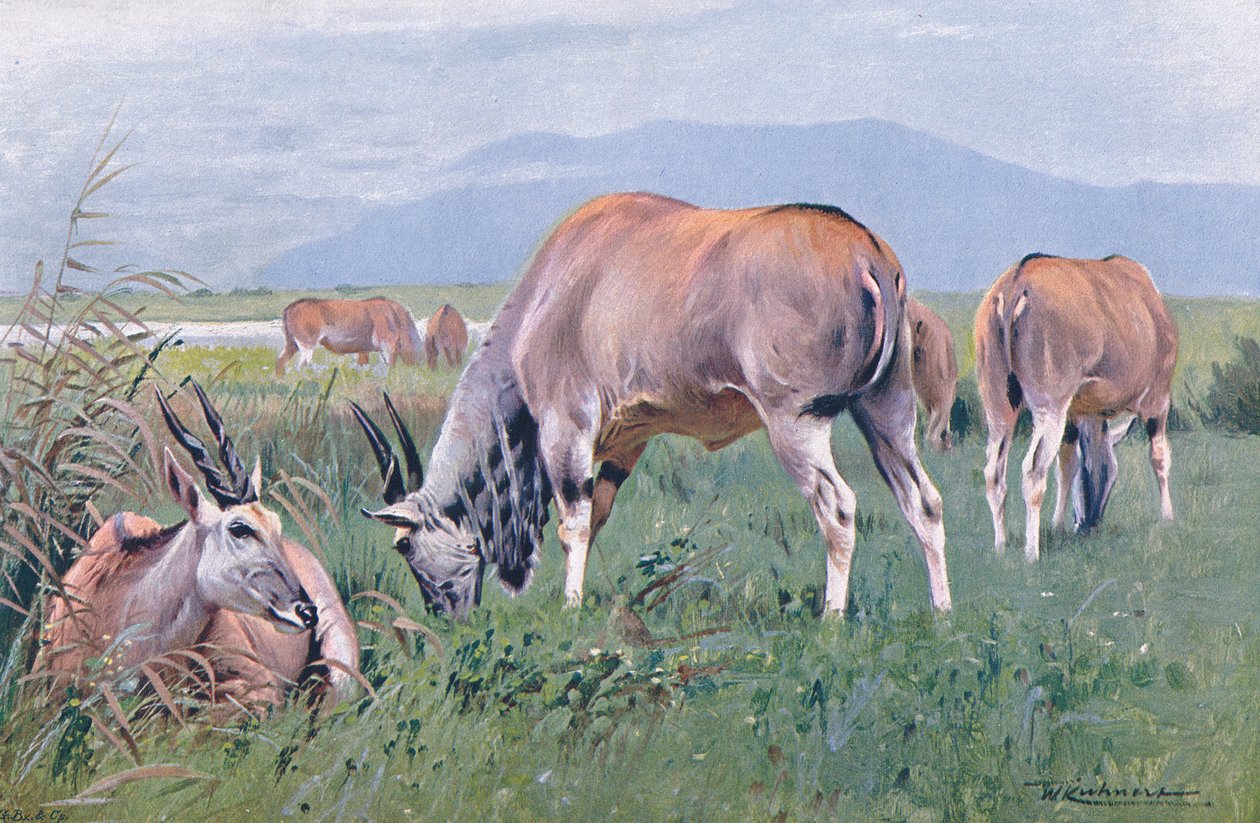 Eland, illustration från Wildlife of the World, c.1910 av Wilhelm Kuhnert