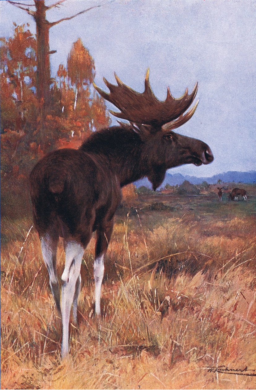 Älg eller älg, från Wildlife of the World publicerad av Frederick Warne & Co, c.1900 av Wilhelm Kuhnert
