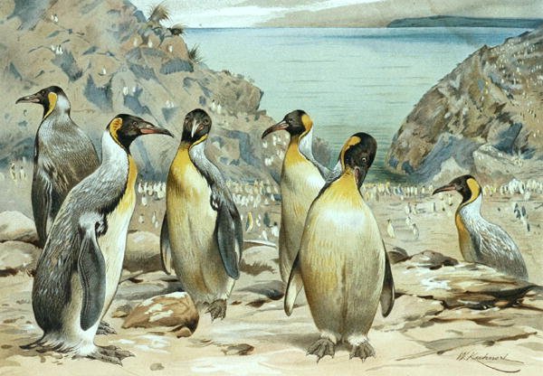 Emperor Penguin, tallrik från "Brehms Tierleben: Allgemeine Kunde des Tierreichs", vol.6, s.170, utgiven av Bibliographisches Institut av Wilhelm Kuhnert