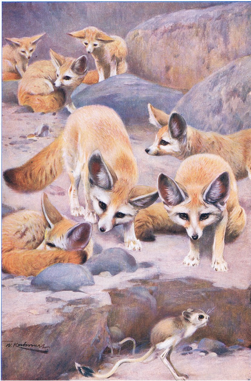 Fennec och Jerboa, illustration från Wildlife of the World, c.1910 av Wilhelm Kuhnert