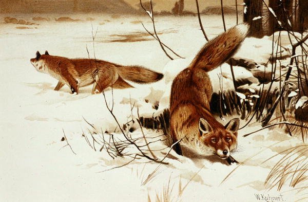 Fox, tallrik från "Brehms Tierleben: Allgemeine Kunde des Tierreichs", vol.2, s.174, utgiven av Bibliographisches Institut av Wilhelm Kuhnert
