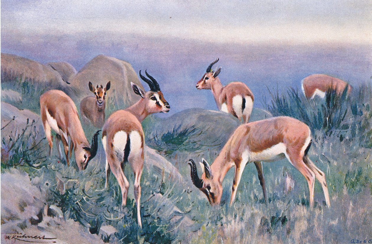 Gazelle, från Wildlife of the World publicerad av Frederick Warne & Co, c.1900 av Wilhelm Kuhnert