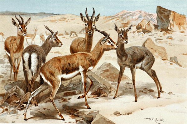 Gaseller, tallrik från "Brehms Tierleben: Allgemeine Kunde des Tierreichs", vol. 3, sid. 9, utgiven av Bibliographisches Institut av Wilhelm Kuhnert