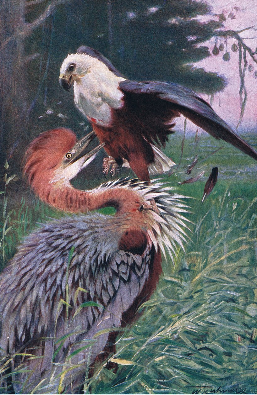 Jättehäger och havsörn, illustration från Wildlife of the World, c.1910 av Wilhelm Kuhnert