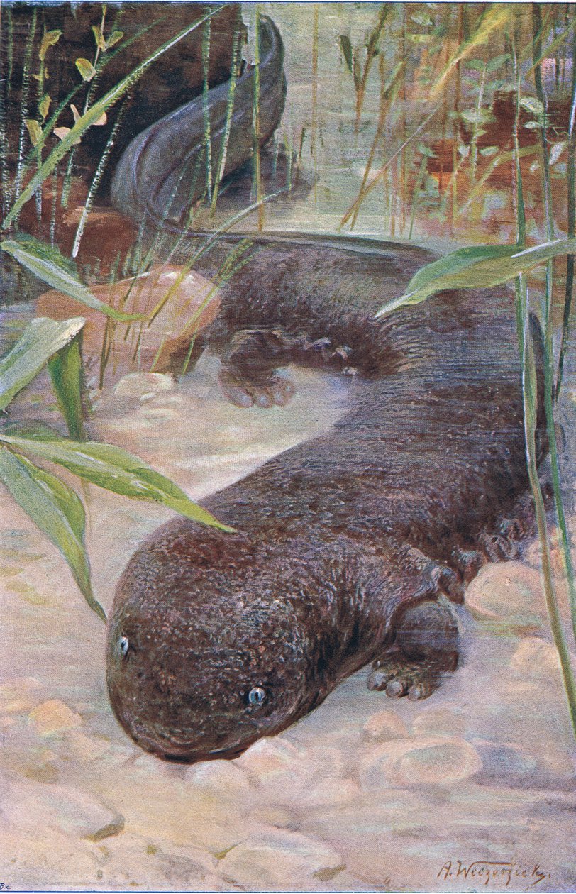 Jättesalamander, från Wildlife of the World publicerad av Frederick Warne & Co, c.1900 av Wilhelm Kuhnert