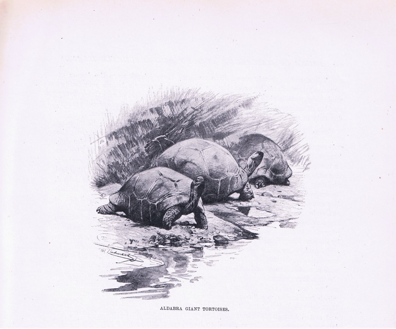 Jättesköldpaddor, illustration från Wildlife of the World, c.1910 av Wilhelm Kuhnert