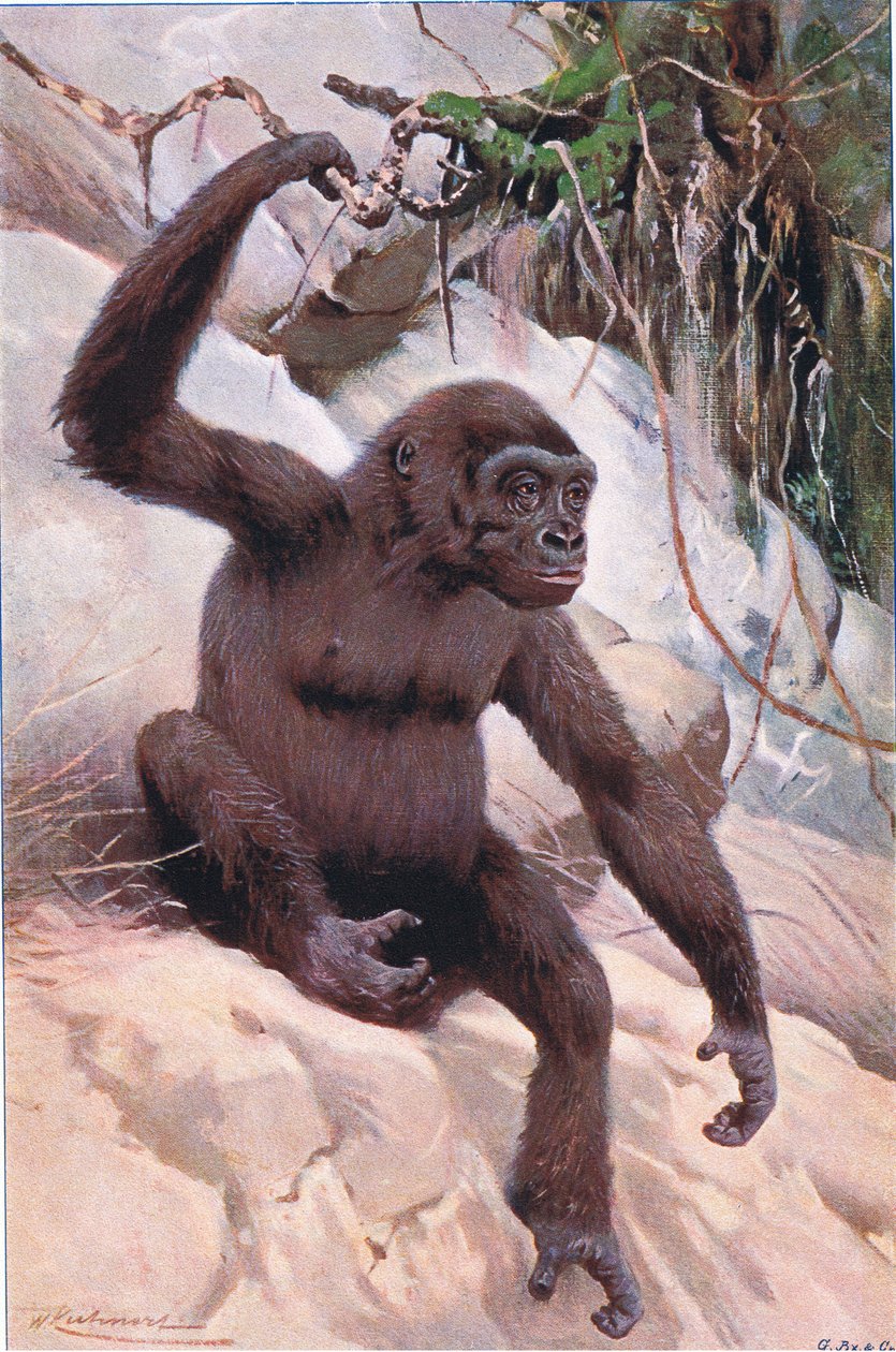Gorilla, illustration från Wildlife of the World, c.1910 av Wilhelm Kuhnert