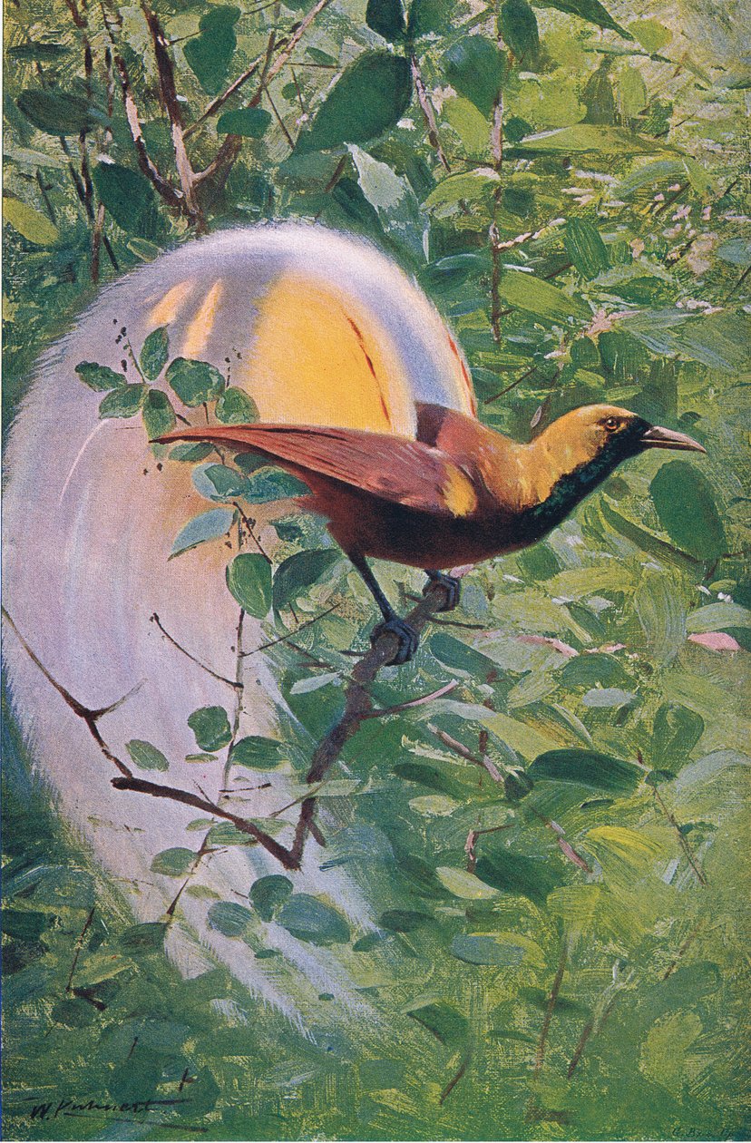 Great Bird of Paradise, illustration från Wildlife of the World, c.1910 av Wilhelm Kuhnert