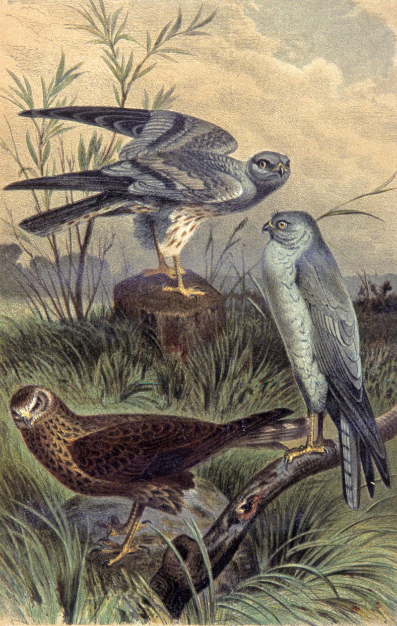Harrier, ca 1910 (illustration) av Wilhelm Kuhnert