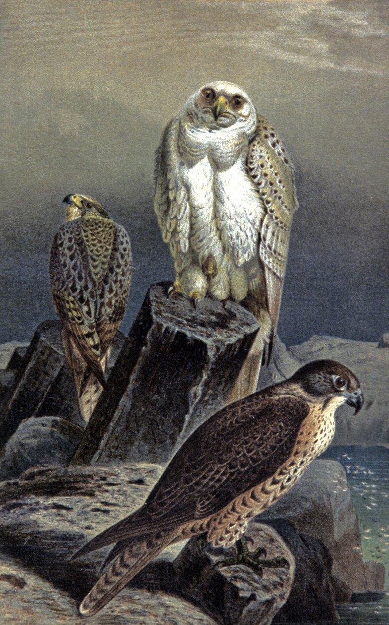 Jaktfalk, ca 1910 (illustration) av Wilhelm Kuhnert
