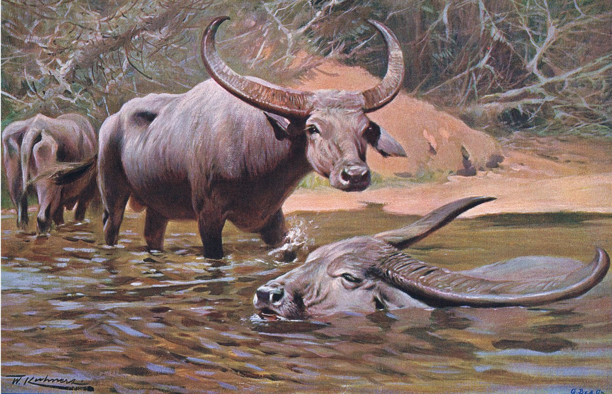 Indian Buffalo, från Wildlife of the World publicerad av Frederick Warne & Co, c.1900 av Wilhelm Kuhnert