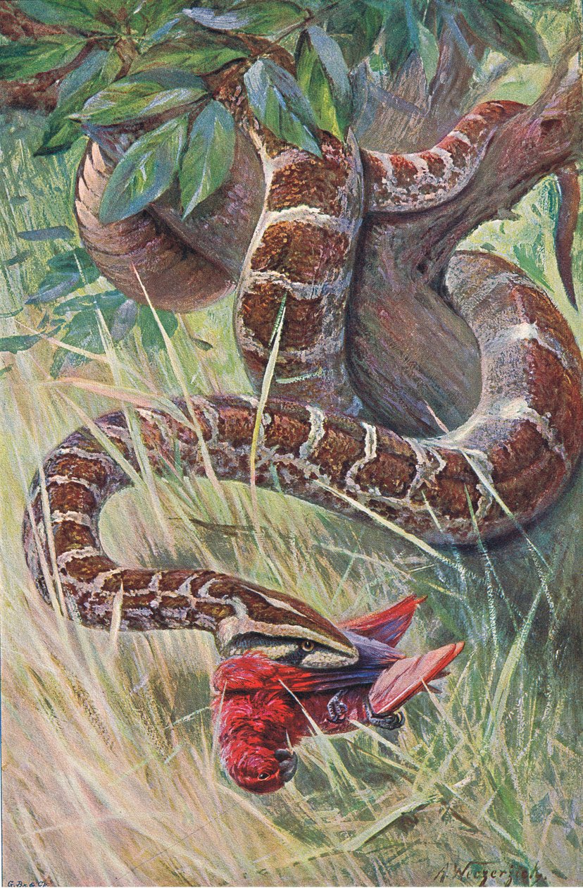 Indian Python, från Wildlife of the World publicerad av Frederick Warne & Co, c.1900 av Wilhelm Kuhnert